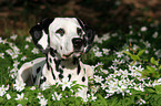 Dalmatian in flower field