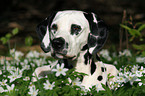 Dalmatian in flower field