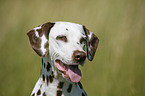 Dalmatian Portrait