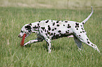 running Dalmatian