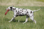 running Dalmatian