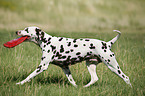 Dalmatian