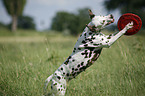 playing Dalmatian