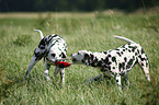 playing Dalmatians