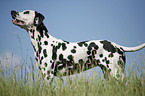 standing Dalmatian