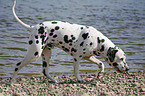 Dalmatian