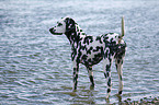 standing Dalmatian