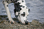 snuffling Dalmatian