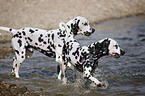 Dalmatian