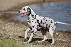 standing Dalmatian