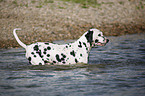 Dalmatian