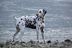 standing Dalmatian