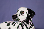 Dalmatian Portrait