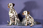 Dalmatian