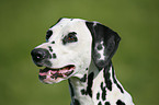 Dalmatian Portrait