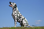 sitting Dalmatian