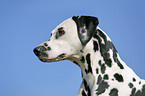 Dalmatian Portrait