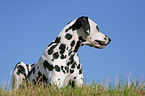 lying Dalmatian