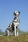 sitting Dalmatian