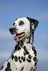 Dalmatian Portrait