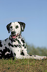 lying Dalmatian