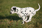 running Dalmatian Puppy