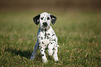 Dalmatian Puppy