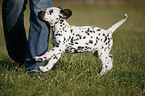 running Dalmatian Puppy