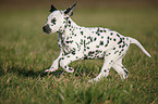 running Dalmatian Puppy