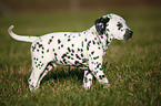 Dalmatian Puppy