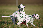 playing Dalmatians