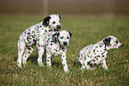 playing Dalmatians