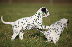 playing Dalmatians