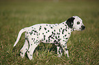 Dalmatian Puppy