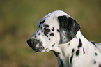 Dalmatian Puppy Portrait