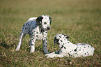 Dalmatian Puppy