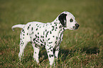 Dalmatian Puppy