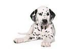 lying Dalmatian puppy