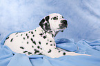 lying Dalmatian puppy