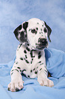 lying Dalmatian puppy