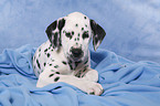 lying Dalmatian puppy