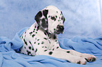 lying Dalmatian puppy