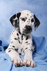 lying Dalmatian puppy