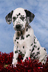 Dalmatian puppy Christmasy