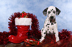 Dalmatian puppy Christmasy