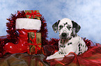 Dalmatian puppy Christmasy