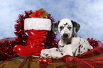 Dalmatian puppy Christmasy