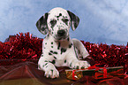 Dalmatian puppy Christmasy