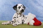 Dalmatian puppy Christmasy