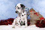 Dalmatian puppy Christmasy